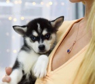 Prodm tata ALASKAN KLEE KAI