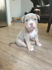 Prodm tata americkho pitbull terira