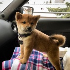 Prodm tata Shiba Inu