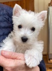 Prodm mini mini tata West Highland White Terriers