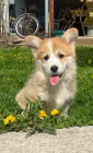 Pembroke Welsh Corgi tata