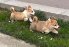 Pembroke Welsh Corgi tata