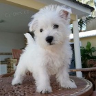 Prodm tata West Highland White Terriers