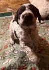 Lagotto romagnolo tata