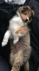 tata Sheltie