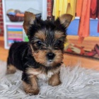 YORKIE MINI