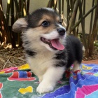 Pembroke Welsh Corgi k adopci