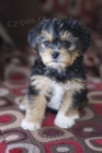 OKOVAN A ODERVOVAN TTKO YORKIPOO