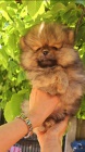 Pomeranian BOO tata