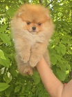 Pomeranian BOO tata