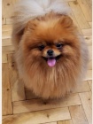 Pomeranian BOO tata