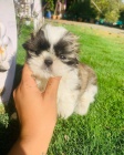 SHIH TZU