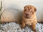 Shar-pei okovan tata