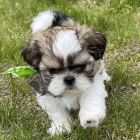 MINI SHIH TZU