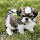 MINI SHIH TZU