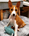 Prodm tata Basenji