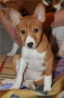 Prodm tata Basenji