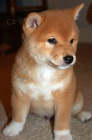 TATA MINI SHIBA INU