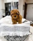 mini tata Cavapoo