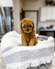 mini tata Cavapoo