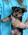 MINI TTKO YORKIPOO