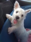 West Highland White Terriers