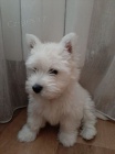 West Highland White Terriers