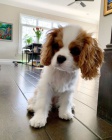 Prodm mini okovan tata Kavalr King Charles Spaniel.