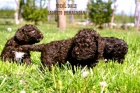 Lagotto Romagnolo tata