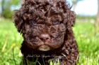 Lagotto Romagnolo tata