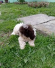 Lagotto Romagnolo tata