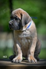 Cane Corso tata