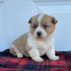 Pembroke Welsh Corgi k adopci