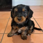 MINI TTKO YORKIPOO