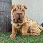 Shar-pei okovan tata