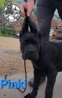 Cane Corso tata