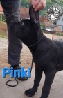 Cane Corso tata