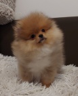 Pomoany tata BOO istokrevn