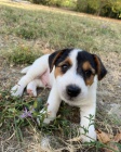 tata jack russell terira