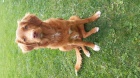 Nabdka kryt - Nova Scotia Duck Tooling Retriever