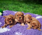 Kavalr king charles spaniel ttka s PP