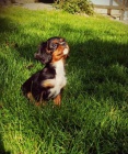 Kavalr king charles spaniel ttko s PP