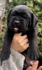 Jihoafrick mastif Boerboel tata na prodej