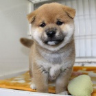 TATA MINI SHIBA INU