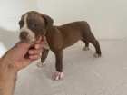 tata americkho pitbull terira