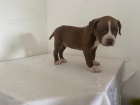 tata americkho pitbull terira