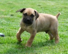 Boerboel (jihoafrick mastif) tata