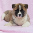 Japonsk tata Akita Inu k adopci