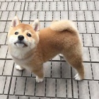 TATA MINI SHIBA INU