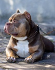 American bully Pocket tata